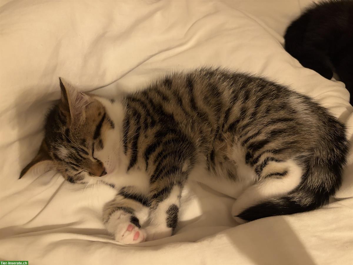 Bild 5: Süsse Babykätzchen suchen ein Zuhause
