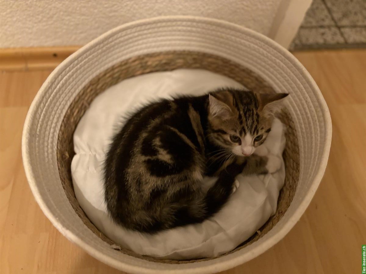 Bild 8: Süsse Babykätzchen suchen ein Zuhause