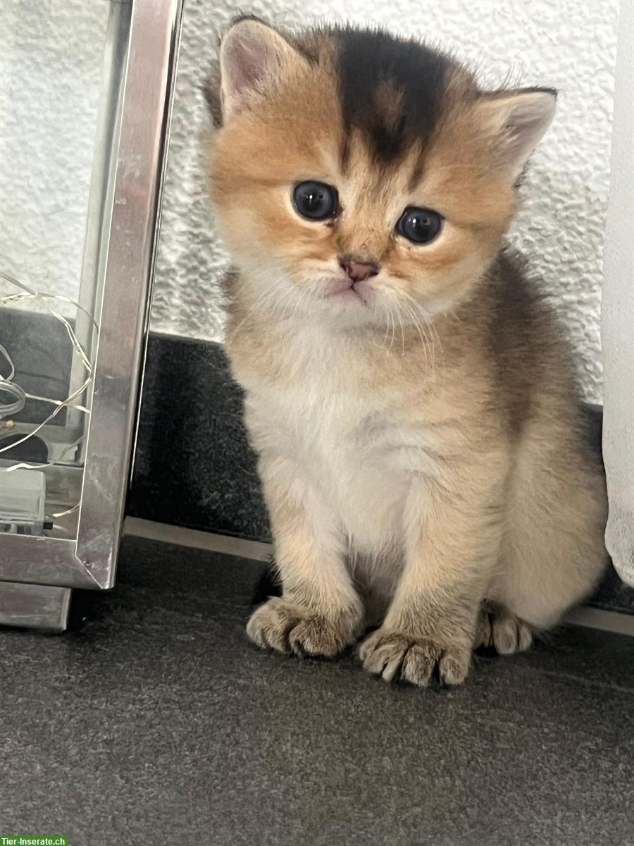Bild 3: Britisch Kurzhaar Golden Kitten aus Hobbyzucht