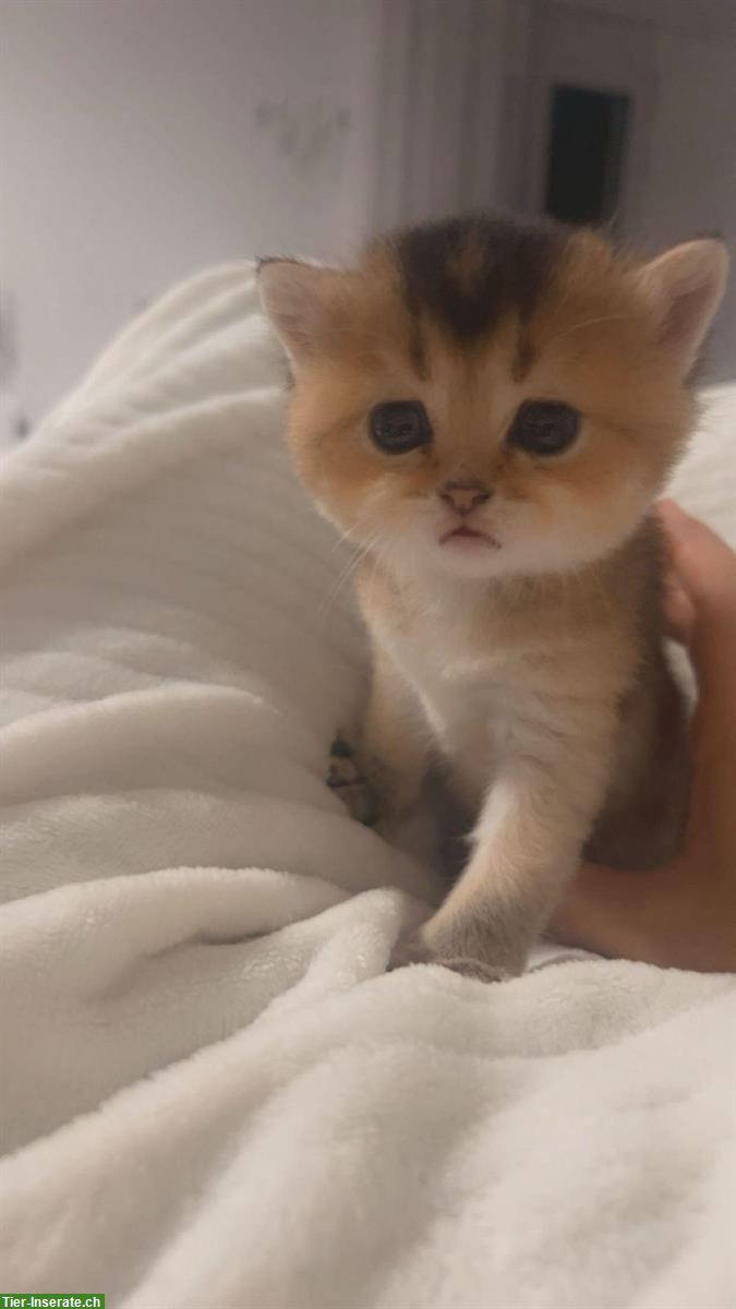 Bild 4: Britisch Kurzhaar Golden Kitten aus Hobbyzucht