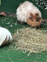 Meerschweinchen Paar sucht neues liebes Zuhause