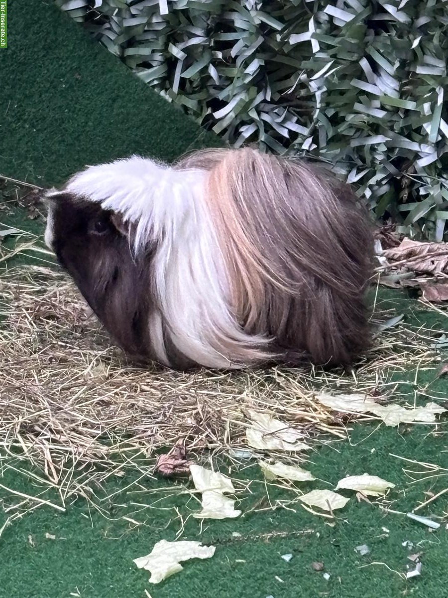 Bild 2: Meerschweinchen Paar sucht neues liebes Zuhause