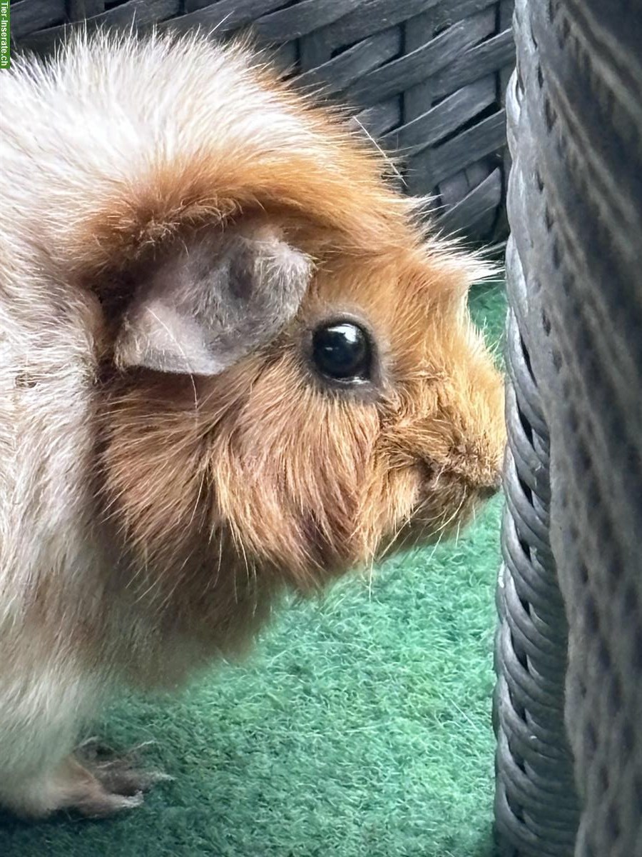 Bild 3: Meerschweinchen Paar sucht neues liebes Zuhause