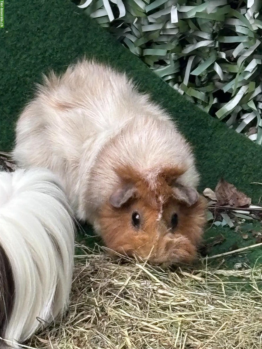 Bild 4: Meerschweinchen Paar sucht neues liebes Zuhause