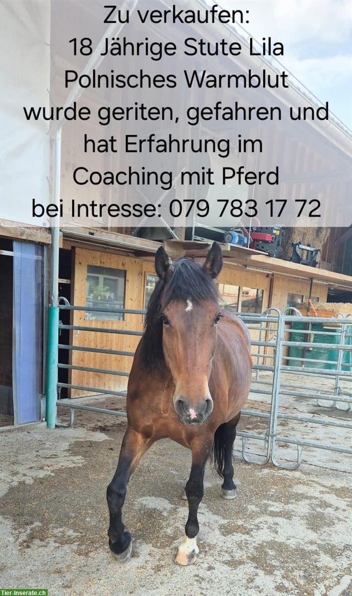 Herz ❤️ Pferd Lila sucht einen Lebensplatz