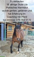 Herz ❤️ Pferd Lila sucht einen Lebensplatz