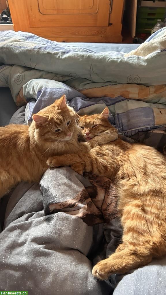 2 Katzenbrüder mit Maine Coon Anteil suchen liebes Zuhause