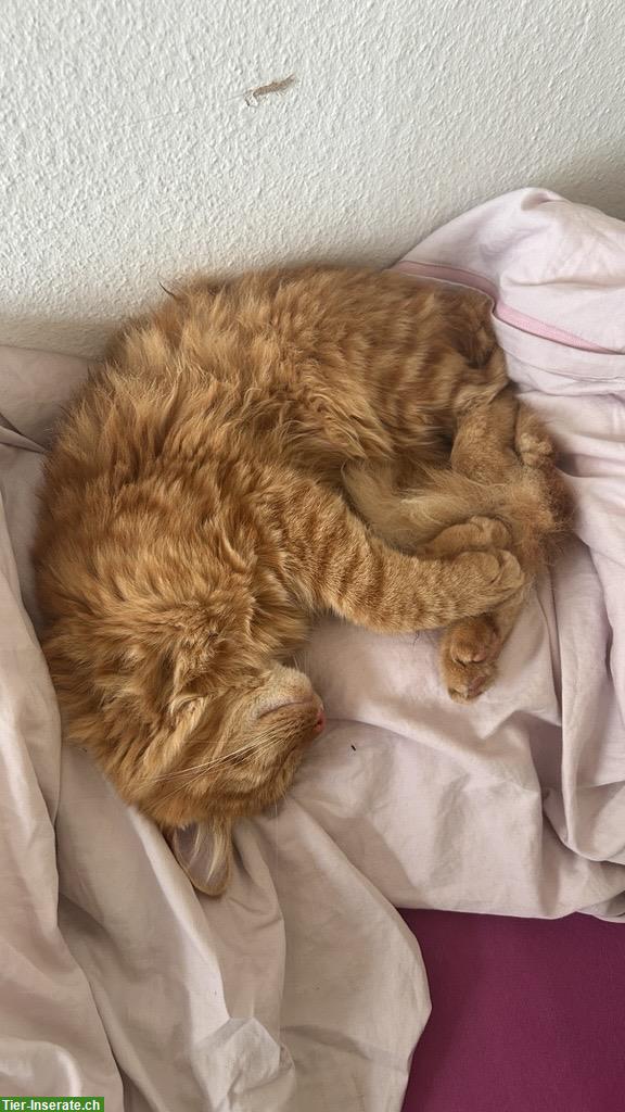 Bild 2: 2 Katzenbrüder mit Maine Coon Anteil suchen liebes Zuhause