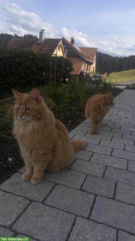 Bild 3: 2 Katzenbrüder mit Maine Coon Anteil suchen liebes Zuhause