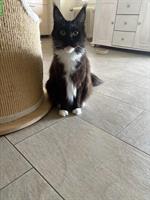 Reinrassige Maine Coon Katzen Lady sucht ein Zuhause