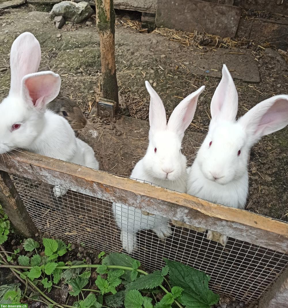 Junge reinrassige Deutsche Riesen Kaninchen