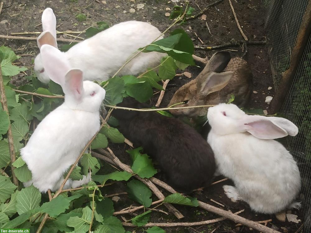 Bild 2: Junge reinrassige Deutsche Riesen Kaninchen