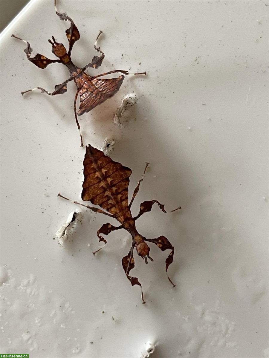 Wandelnde Blätter (Phyllium giganteum) abzugeben