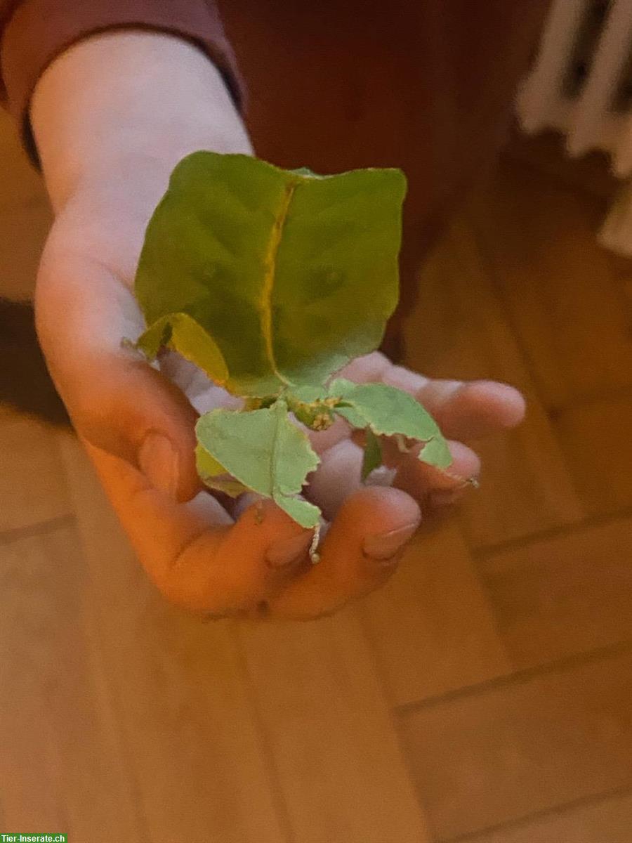 Bild 2: Wandelnde Blätter (Phyllium giganteum) abzugeben