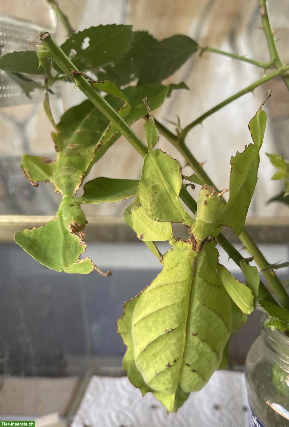 Bild 3: Wandelnde Blätter (Phyllium giganteum) abzugeben