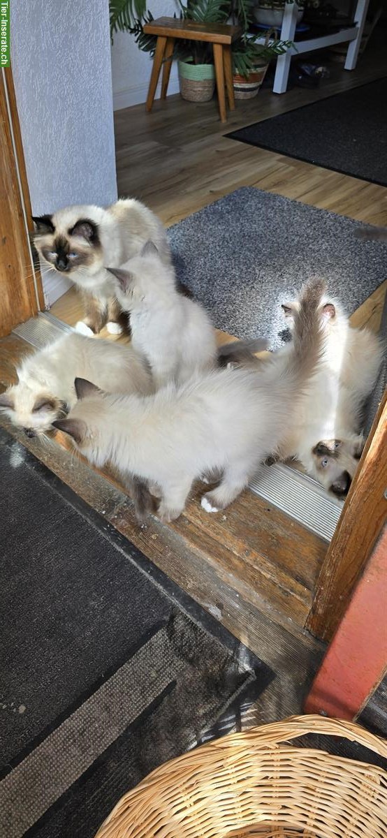 Heilige Birma Kitten zu verkaufen