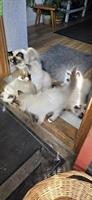 Heilige Birma Kitten zu verkaufen