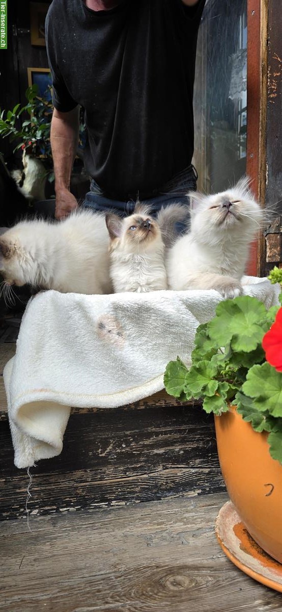 Bild 2: Heilige Birma Kitten zu verkaufen