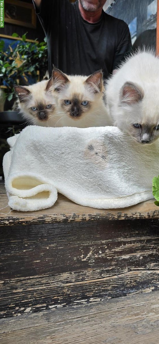 Bild 3: Heilige Birma Kitten zu verkaufen