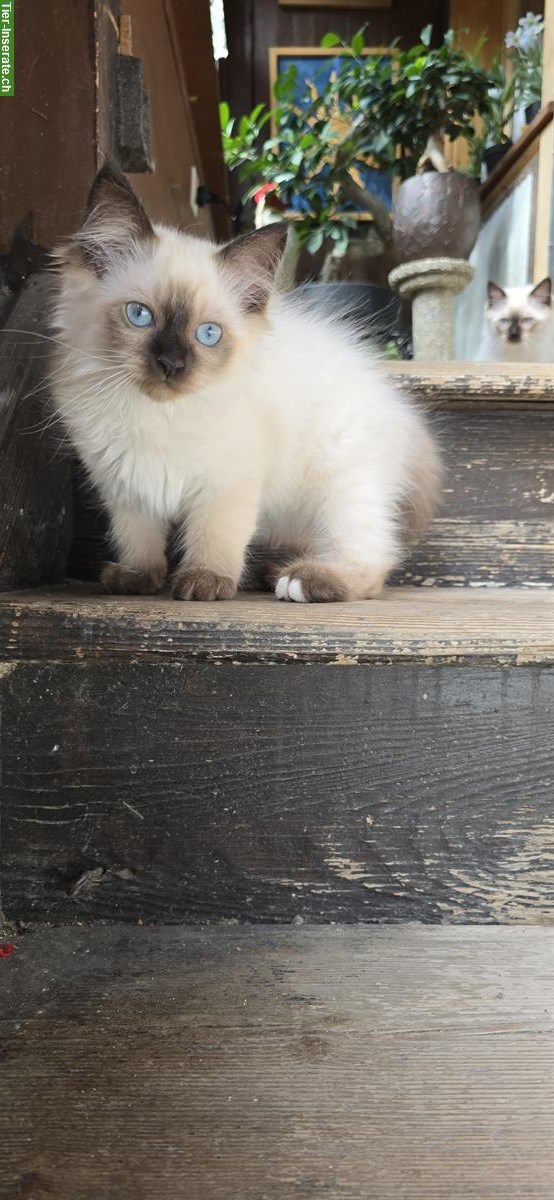 Bild 5: Heilige Birma Kitten zu verkaufen