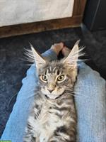 Maine Coon Mädchen Mira, blue silver tabby mit Stammbaum