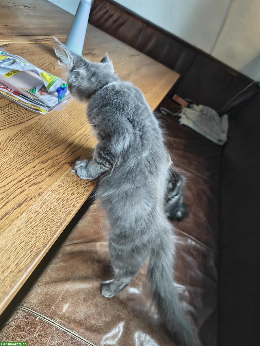 Bild 10: Maine Coon Mädchen Mira, blue silver tabby mit Stammbaum