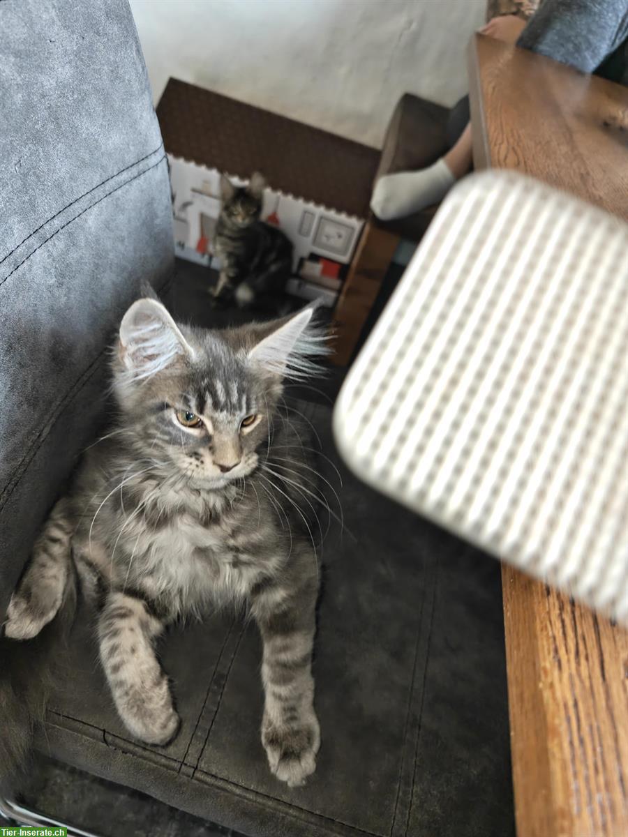 Bild 2: Maine Coon Mädchen Mira, blue silver tabby mit Stammbaum