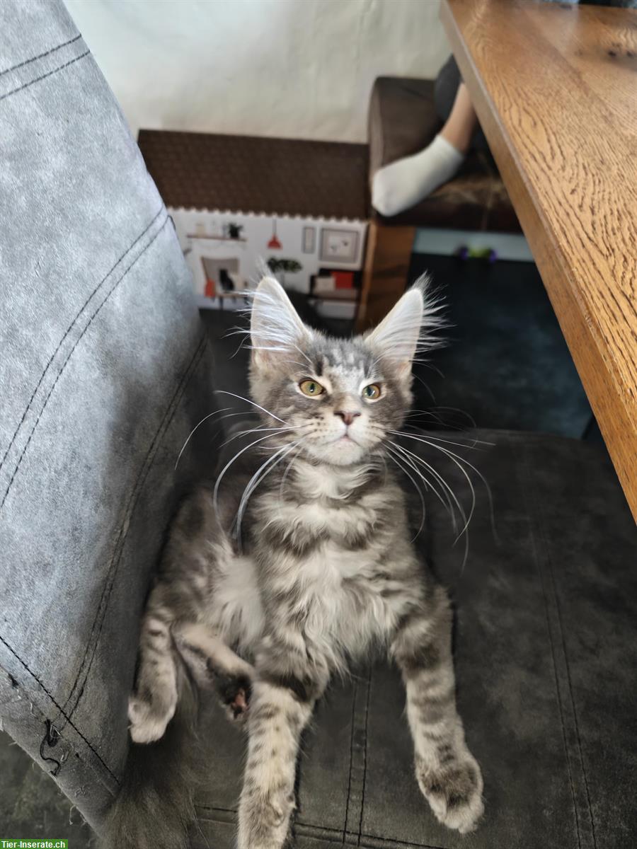 Bild 3: Maine Coon Mädchen Mira, blue silver tabby mit Stammbaum