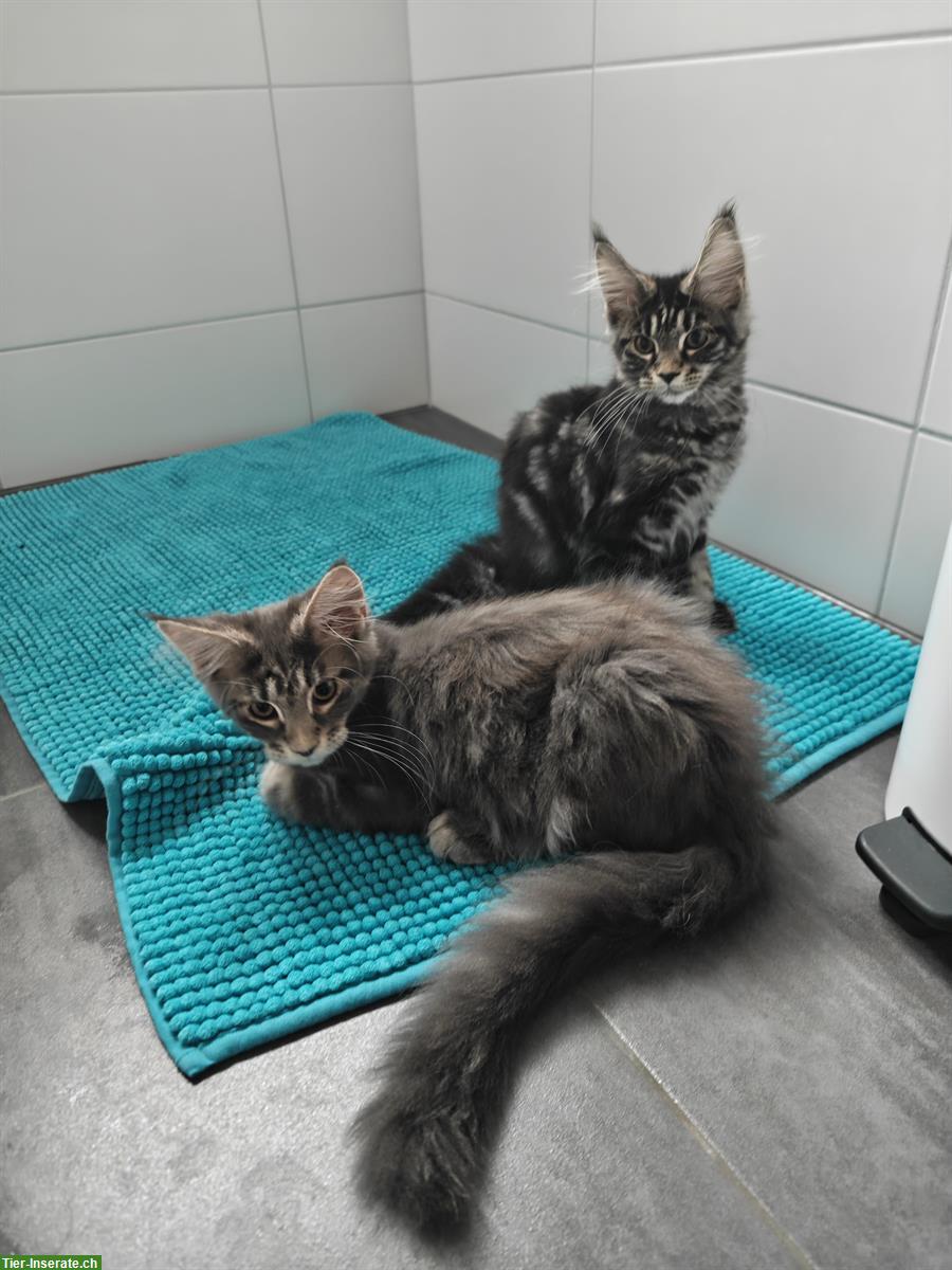 Bild 4: Maine Coon Mädchen Mira, blue silver tabby mit Stammbaum