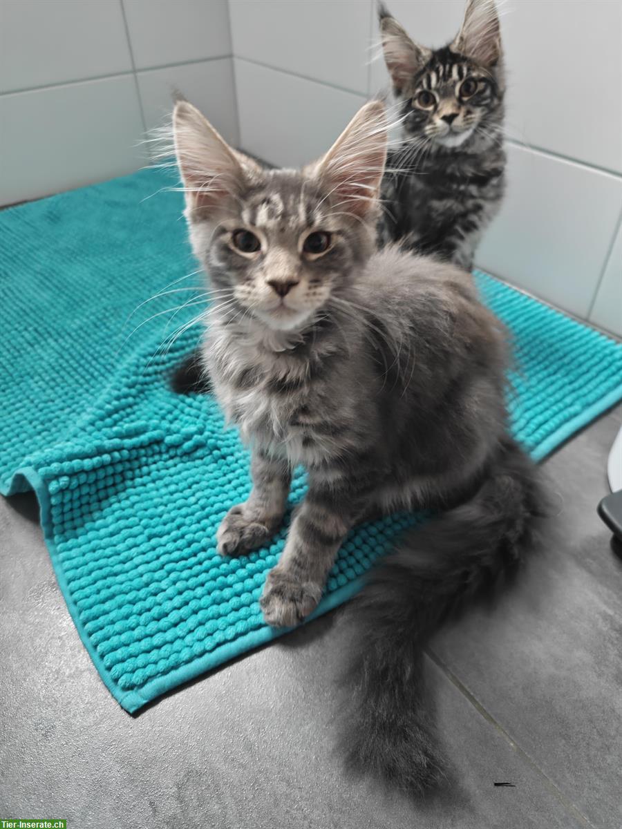 Bild 5: Maine Coon Mädchen Mira, blue silver tabby mit Stammbaum