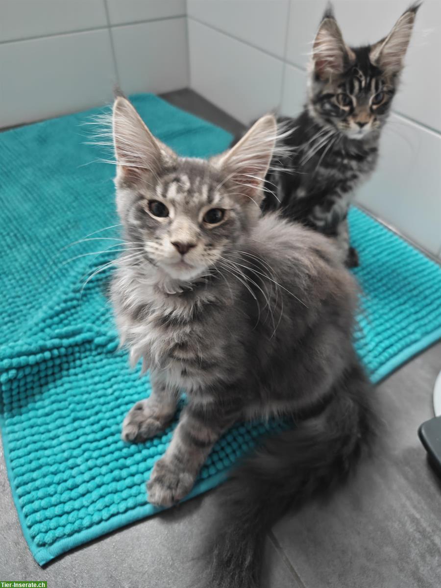 Bild 6: Maine Coon Mädchen Mira, blue silver tabby mit Stammbaum