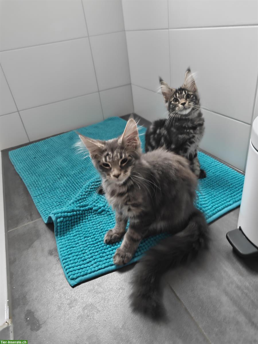 Bild 7: Maine Coon Mädchen Mira, blue silver tabby mit Stammbaum
