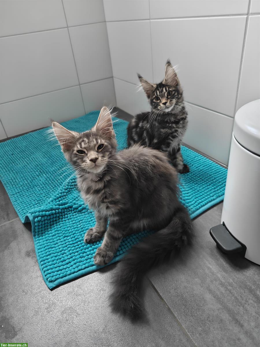 Bild 8: Maine Coon Mädchen Mira, blue silver tabby mit Stammbaum