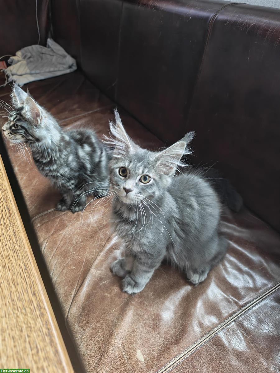 Bild 9: Maine Coon Mädchen Mira, blue silver tabby mit Stammbaum