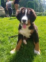 Junger Berner Sennenhund Rüde zu verkaufen