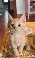 BKH, British Shorthair Mix Katzen, männlich