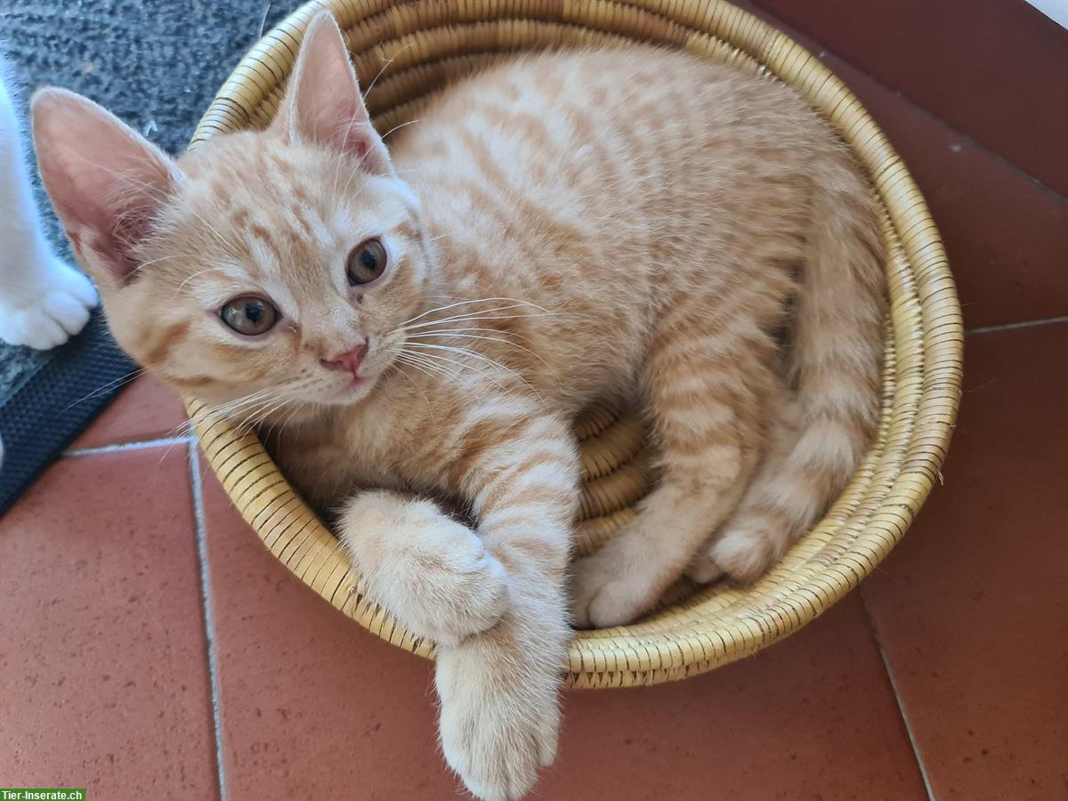 Bild 2: BKH, British Shorthair Mix Katzen, männlich