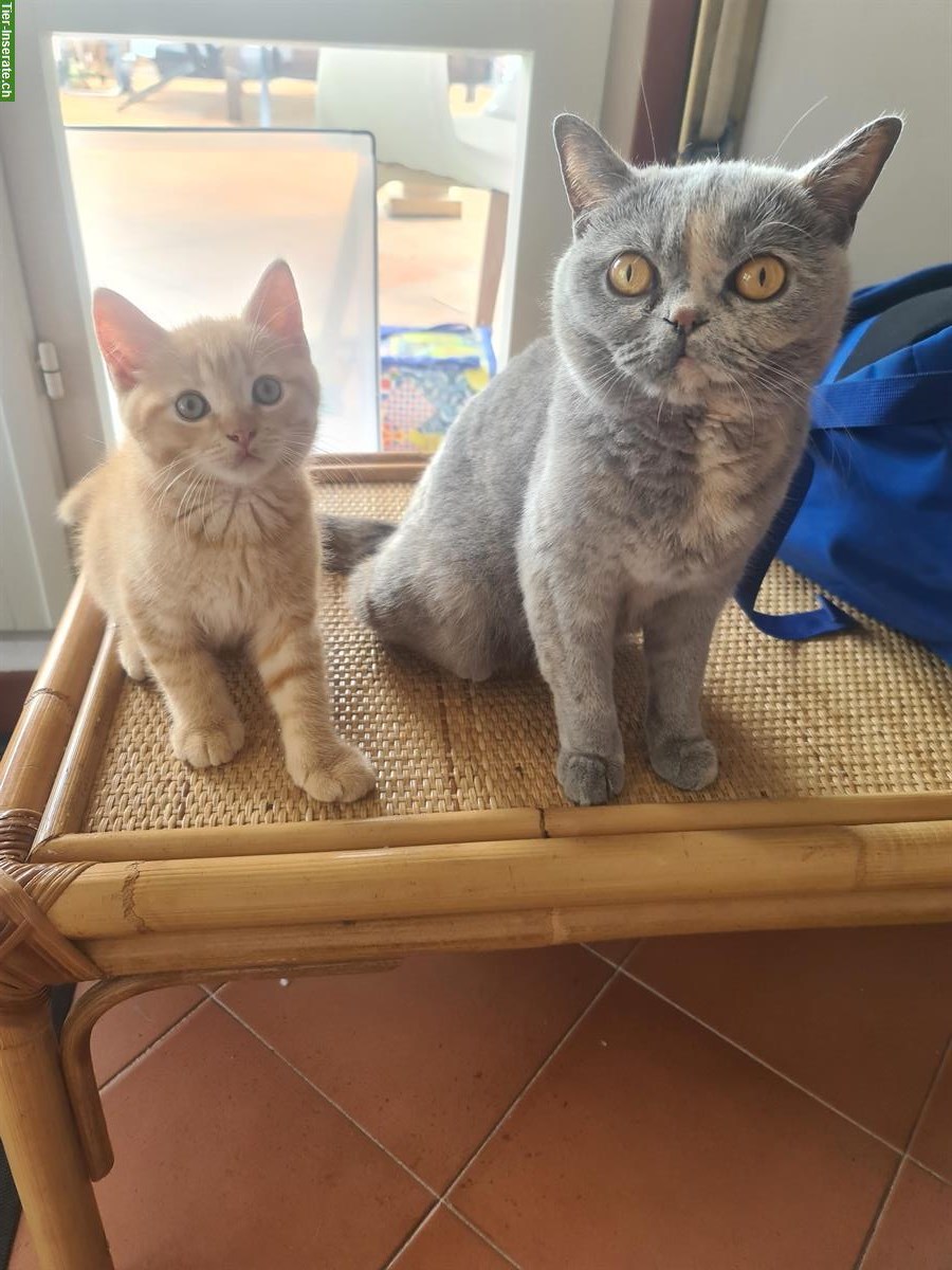 Bild 3: BKH, British Shorthair Mix Katzen, männlich