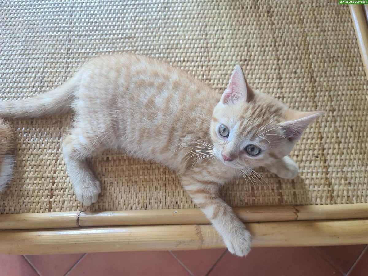 Bild 5: BKH, British Shorthair Mix Katzen, männlich
