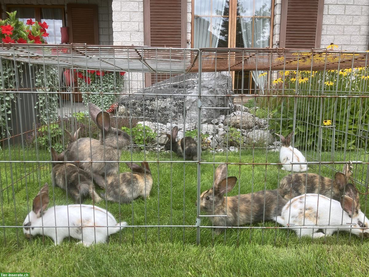 Junge verschiedenfarbige Kaninchen zu verkaufen