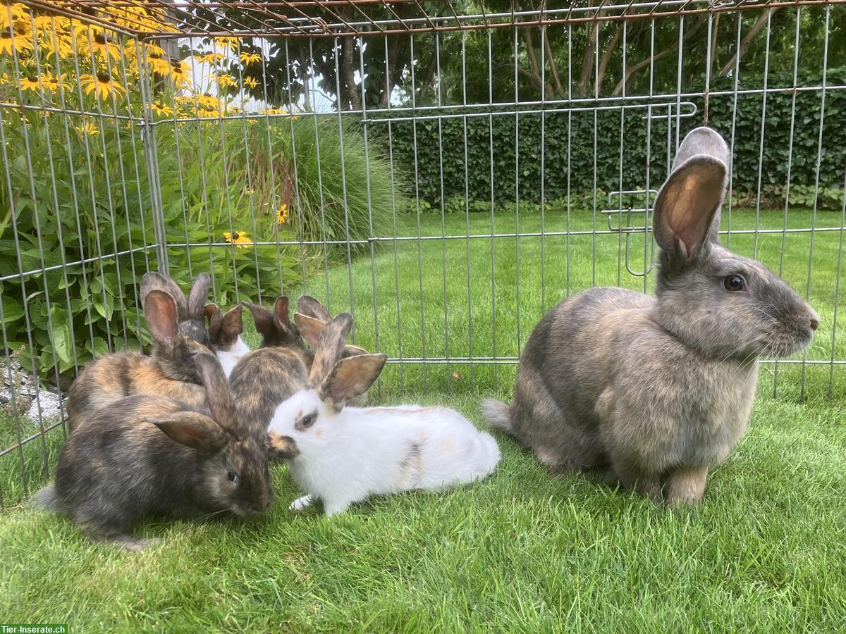 Bild 2: Junge verschiedenfarbige Kaninchen zu verkaufen