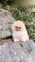 Süße Pomeranian Zwergspitz Welpen ab sofort abgabebereit