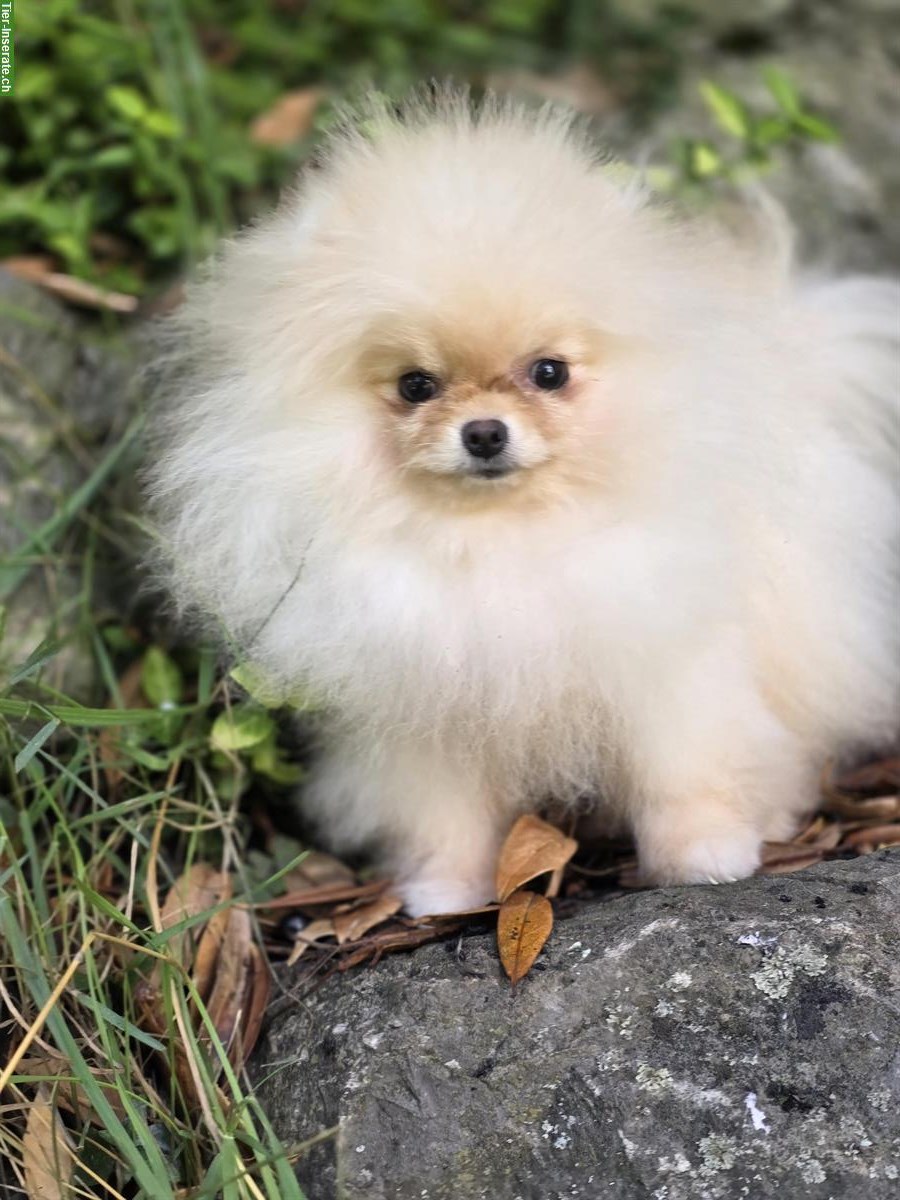 Bild 10: Süße Pomeranian Zwergspitz Welpen ab sofort abgabebereit