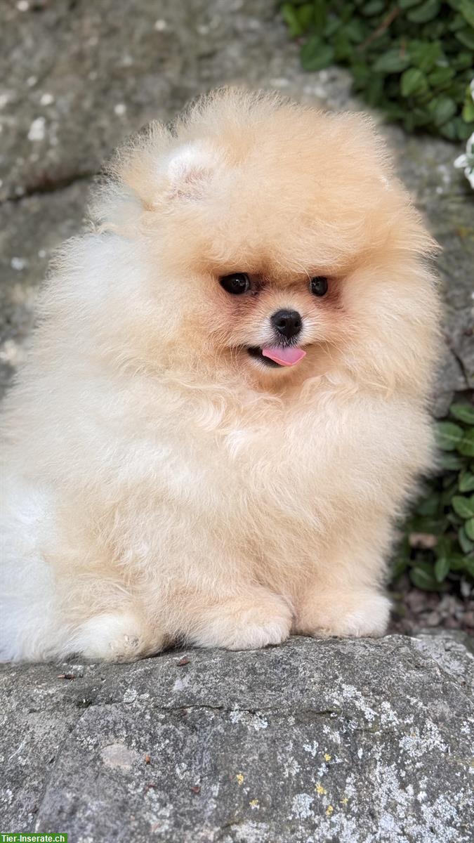 Bild 2: Süße Pomeranian Zwergspitz Welpen ab sofort abgabebereit
