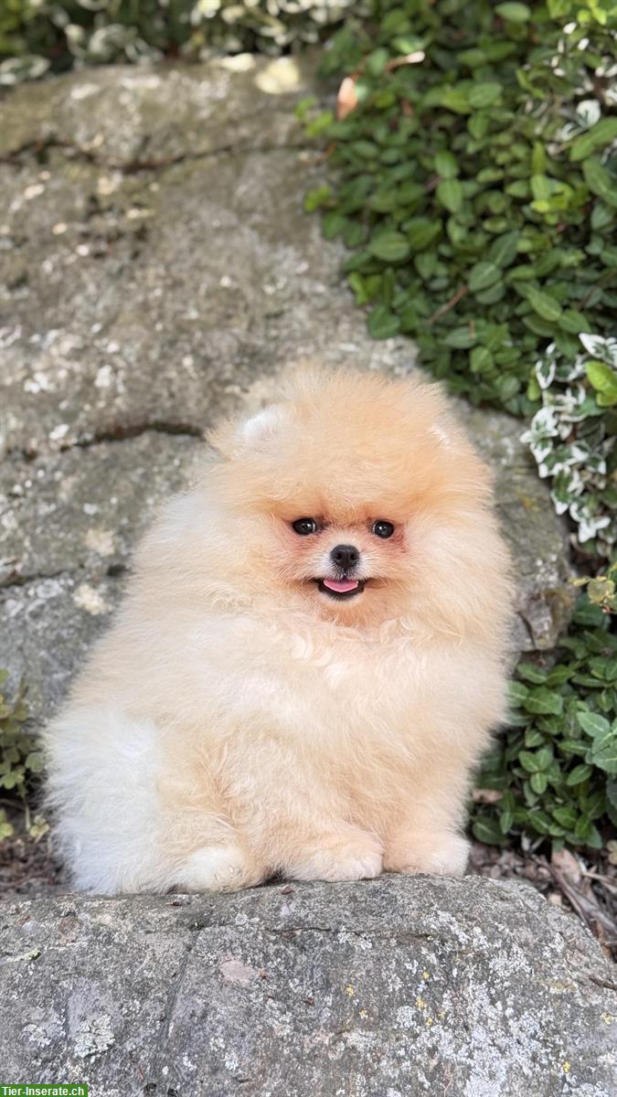 Bild 3: Süße Pomeranian Zwergspitz Welpen ab sofort abgabebereit