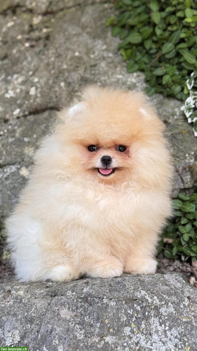 Bild 4: Süße Pomeranian Zwergspitz Welpen ab sofort abgabebereit