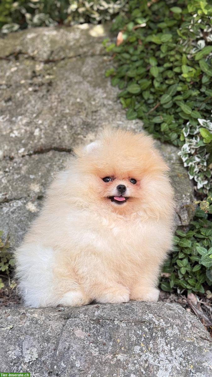 Bild 5: Süße Pomeranian Zwergspitz Welpen ab sofort abgabebereit