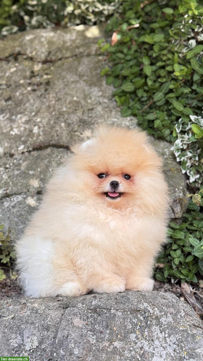 Bild 6: Süße Pomeranian Zwergspitz Welpen ab sofort abgabebereit