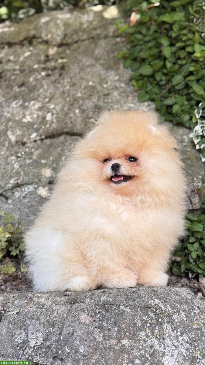 Bild 7: Süße Pomeranian Zwergspitz Welpen ab sofort abgabebereit