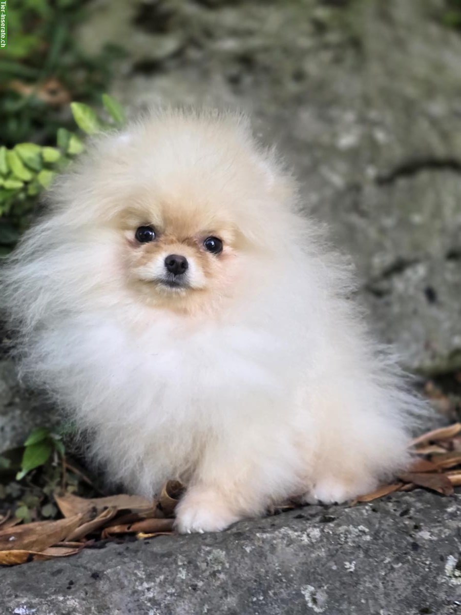 Bild 8: Süße Pomeranian Zwergspitz Welpen ab sofort abgabebereit